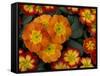 Orange Primroses Pattern, Washington, USA-Jamie & Judy Wild-Framed Stretched Canvas