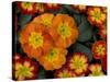 Orange Primroses Pattern, Washington, USA-Jamie & Judy Wild-Stretched Canvas