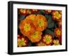 Orange Primroses Pattern, Washington, USA-Jamie & Judy Wild-Framed Premium Photographic Print