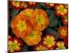 Orange Primroses Pattern, Washington, USA-Jamie & Judy Wild-Mounted Premium Photographic Print
