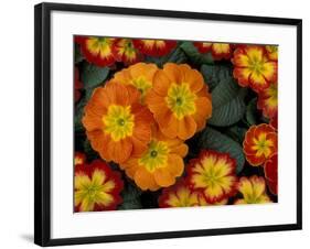 Orange Primroses Pattern, Washington, USA-Jamie & Judy Wild-Framed Photographic Print