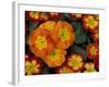 Orange Primroses Pattern, Washington, USA-Jamie & Judy Wild-Framed Photographic Print