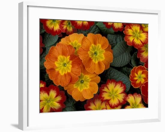 Orange Primroses Pattern, Washington, USA-Jamie & Judy Wild-Framed Photographic Print