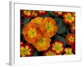 Orange Primroses Pattern, Washington, USA-Jamie & Judy Wild-Framed Photographic Print