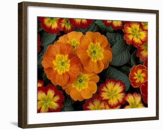 Orange Primroses Pattern, Washington, USA-Jamie & Judy Wild-Framed Photographic Print