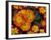 Orange Primroses Pattern, Washington, USA-Jamie & Judy Wild-Framed Photographic Print