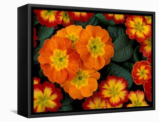 Orange Primroses Pattern, Washington, USA-null-Framed Stretched Canvas