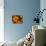 Orange Primroses Pattern, Washington, USA-null-Stretched Canvas displayed on a wall