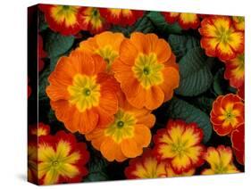 Orange Primroses Pattern, Washington, USA-null-Stretched Canvas