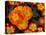 Orange Primroses Pattern, Washington, USA-null-Stretched Canvas