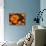 Orange Primroses Pattern, Washington, USA-null-Stretched Canvas displayed on a wall