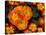 Orange Primroses Pattern, Washington, USA-null-Stretched Canvas