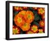 Orange Primroses Pattern, Washington, USA-null-Framed Premium Photographic Print