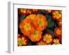 Orange Primroses Pattern, Washington, USA-null-Framed Premium Photographic Print