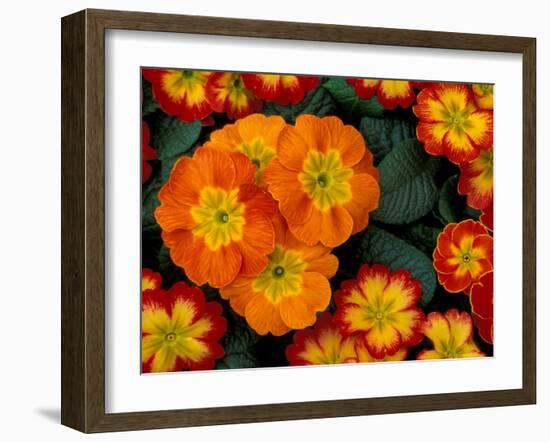 Orange Primroses Pattern, Washington, USA-null-Framed Photographic Print