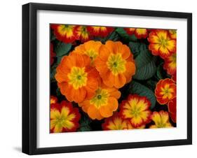 Orange Primroses Pattern, Washington, USA-null-Framed Photographic Print