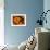 Orange Primroses Pattern, Washington, USA-null-Framed Photographic Print displayed on a wall