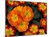 Orange Primroses Pattern, Washington, USA-null-Mounted Photographic Print