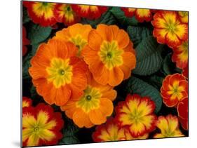 Orange Primroses Pattern, Washington, USA-null-Mounted Photographic Print