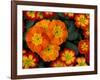 Orange Primroses Pattern, Washington, USA-null-Framed Photographic Print