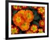 Orange Primroses Pattern, Washington, USA-null-Framed Photographic Print