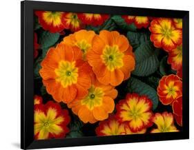 Orange Primroses Pattern, Washington, USA-null-Framed Photographic Print