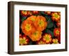 Orange Primroses Pattern, Washington, USA-null-Framed Photographic Print