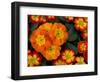 Orange Primroses Pattern, Washington, USA-null-Framed Photographic Print