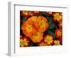 Orange Primroses Pattern, Washington, USA-null-Framed Photographic Print