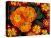 Orange Primroses Pattern, Washington, USA-null-Stretched Canvas