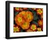 Orange Primroses Pattern, Washington, USA-Jamie & Judy Wild-Framed Photographic Print