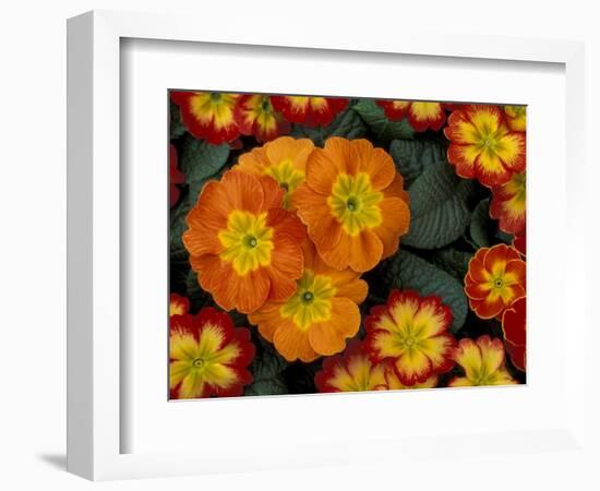 Orange Primroses Pattern, Washington, USA-Jamie & Judy Wild-Framed Photographic Print