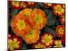 Orange Primroses Pattern, Washington, USA-Jamie & Judy Wild-Mounted Photographic Print