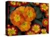 Orange Primroses Pattern, Washington, USA-Jamie & Judy Wild-Stretched Canvas