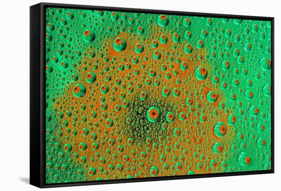 Orange Profusion Zinnia reflections in dew drops-Darrell Gulin-Framed Stretched Canvas