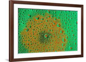 Orange Profusion Zinnia reflections in dew drops-Darrell Gulin-Framed Photographic Print