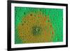 Orange Profusion Zinnia reflections in dew drops-Darrell Gulin-Framed Photographic Print