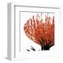 Orange Protea 1 (detail)-Jenny Kraft-Framed Art Print