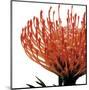 Orange Protea 1 (detail)-Jenny Kraft-Mounted Art Print