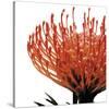 Orange Protea 1 (detail)-Jenny Kraft-Stretched Canvas