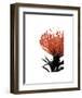 Orange Protea 1-Jenny Kraft-Framed Art Print