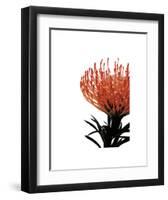 Orange Protea 1-Jenny Kraft-Framed Art Print