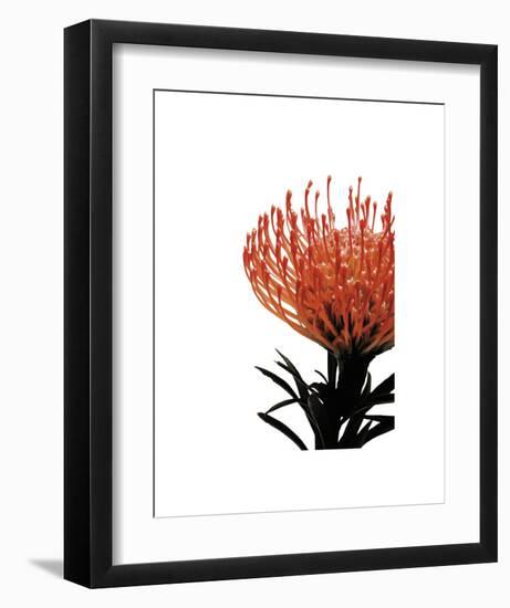 Orange Protea 1-Jenny Kraft-Framed Art Print
