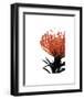 Orange Protea 1-Jenny Kraft-Framed Art Print