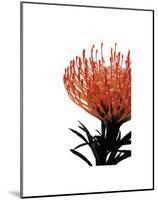 Orange Protea 1-Jenny Kraft-Mounted Art Print