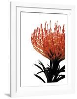 Orange Protea 1-Jenny Kraft-Framed Art Print