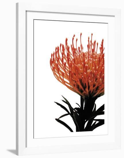 Orange Protea 1-Jenny Kraft-Framed Art Print