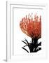 Orange Protea 1-Jenny Kraft-Framed Art Print