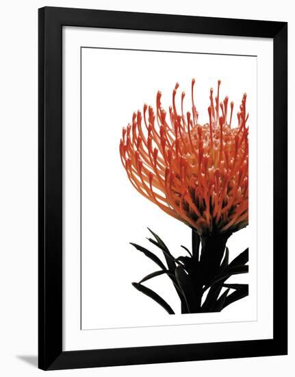 Orange Protea 1-Jenny Kraft-Framed Art Print