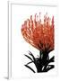 Orange Protea 1-Jenny Kraft-Framed Giclee Print